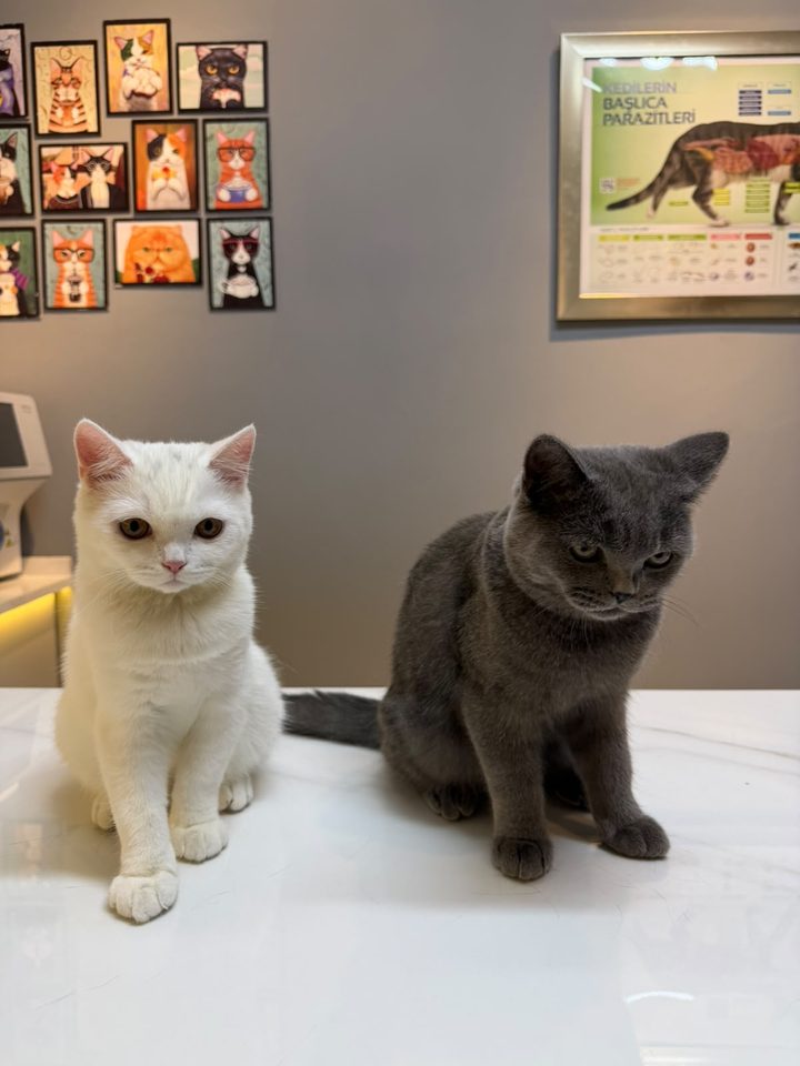 Beyaz ve gri kedi ikilisi