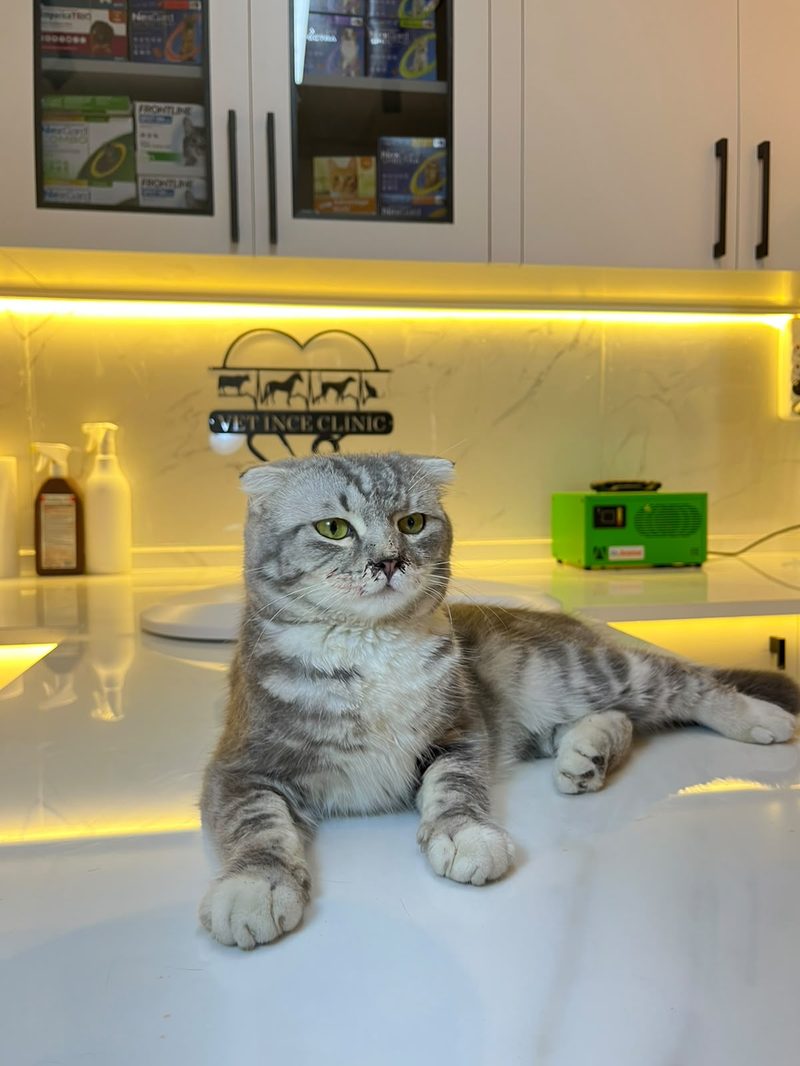Kediler — VETİNCE Veteriner Kliniği