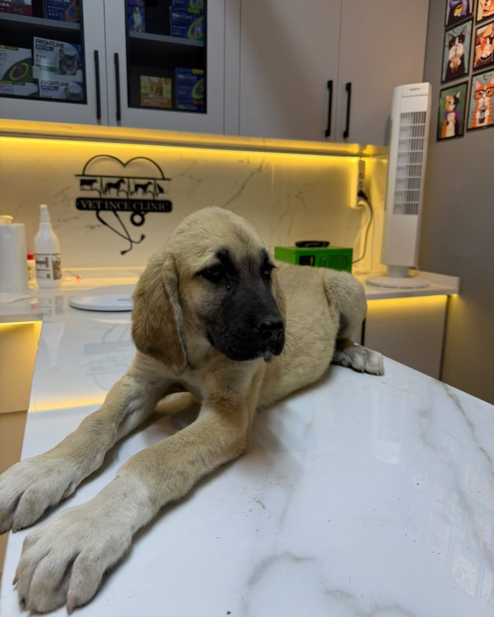 VETİNCE logosu önünde muayene masasındaki yavru köpek