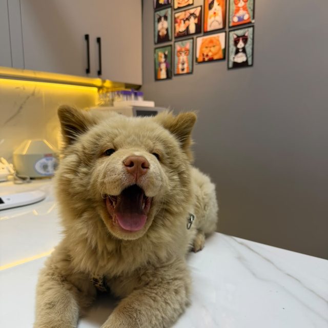 Muayene masasında gülümseyen yavru köpek