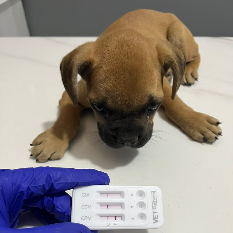 Yavru köpek ve parvo-corona-giardia hızlı test kiti